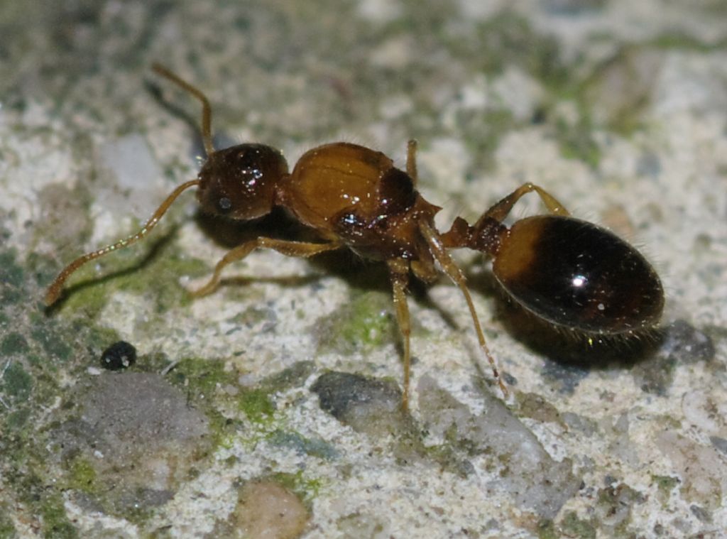 Regina di Temnothorax sp.